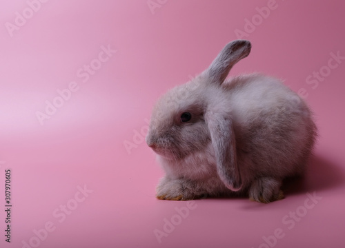 The gray rabbit and long ears sit back to the back on a pink background. © Nuch