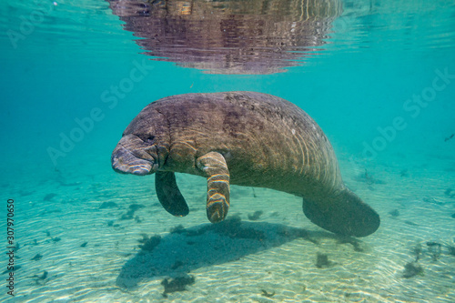 Wide shot of a West Indian Manatee (trichechus manatus) basking in a warm, Florida spring. Manatees come into these warm waters to survive the winter cold. photo
