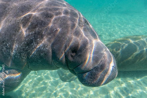 A large, friendly, playful West Indian Manatee (trichechus manatus) approaches the camera for her close up. Manatees gather in warm water springs to survive winter's cold.