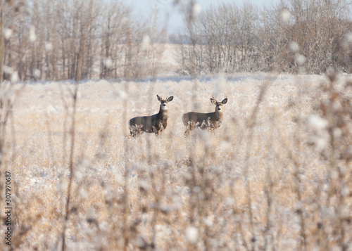 Fototapeta Naklejka Na Ścianę i Meble -  Two young mule bucks in a field