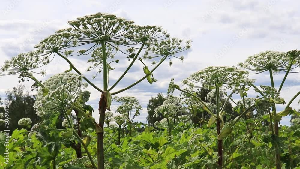 A huge jungles of poisinous toxic dangerous hogweed, cow parsnip Heracleum Sosnowskyi on summer day A huge jungles of poisinous toxic dangerous hogweed, cow parsnip Heracleum Sosnowskyi on summer day