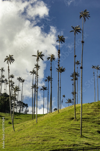 beautiful coconut valley salento city colombia