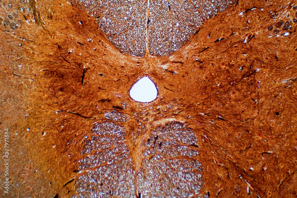 Spinal Cord Cross Section Microscope