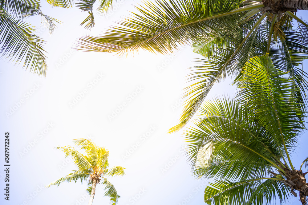 Fototapeta premium Nature of green leaf coconut in garden at summer. Natural green leaves plants using as spring background cover page greenery environment ecology wallpaper