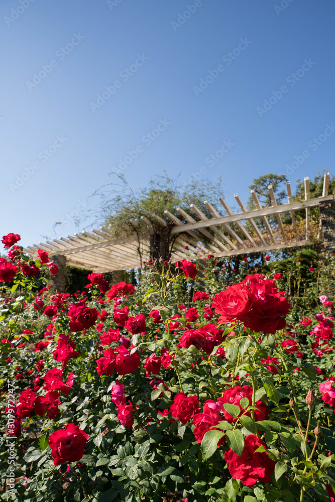 庭に咲く赤いバラ