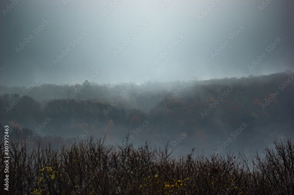 The fog envelops the forest The fog envelops the forest