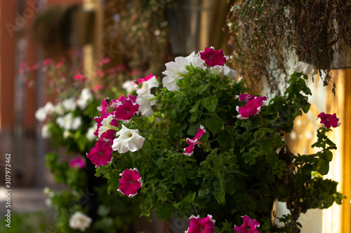 Wallpaper Mural Blumen Sant'Antioco Sardinien Torontodigital.ca