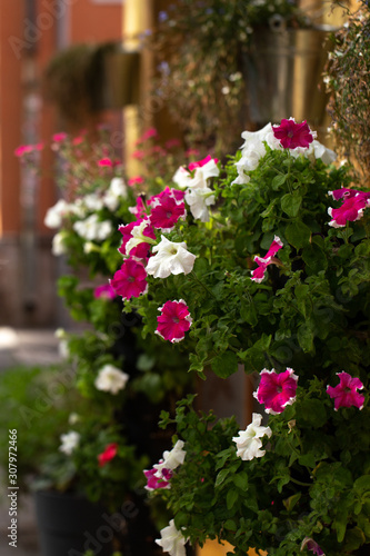 Fototapeta Naklejka Na Ścianę i Meble -  Blumen Sant'Antioco Sardinien