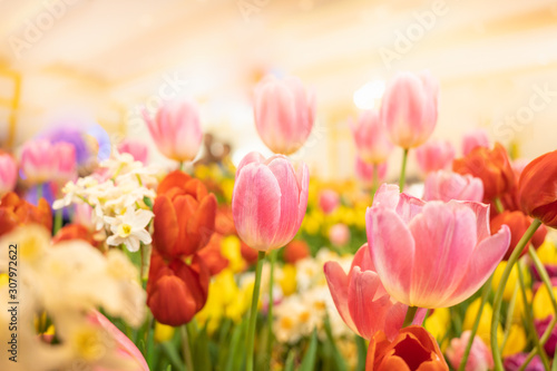 Fototapeta Naklejka Na Ścianę i Meble -  Nature of tulip flower in garden using as cover page background natural flora wallpaper or template brochure landing page design