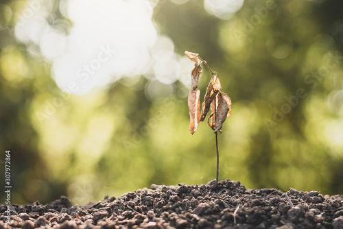 Seedlings on dry soil, concept of global warming.