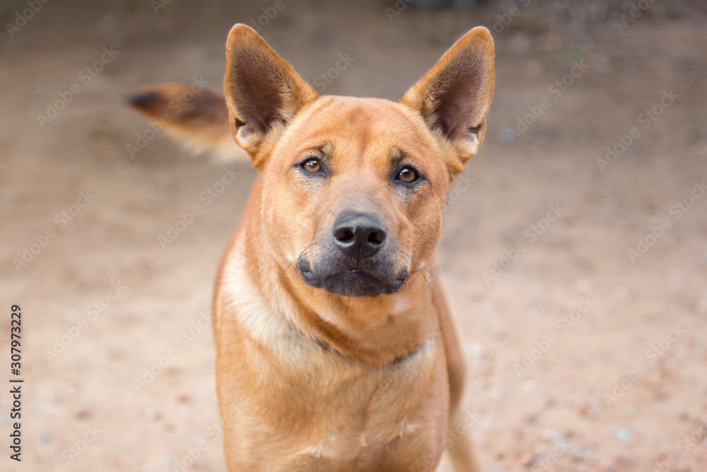 Brown dog color smile close up (thai dog) Brown dog color smile close up (thai dog)