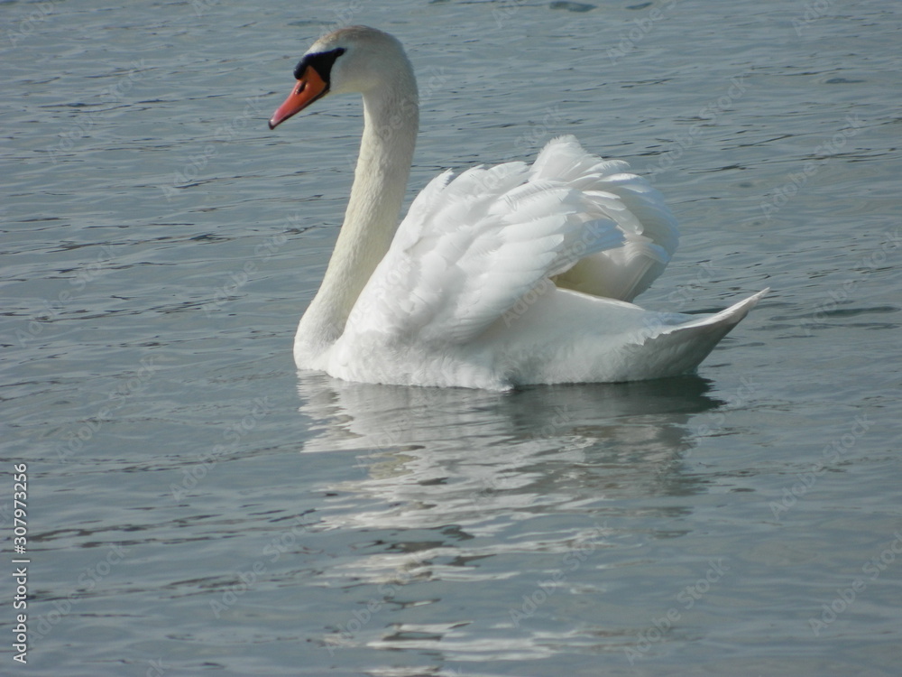 Fototapeta premium Swan beauty 2
