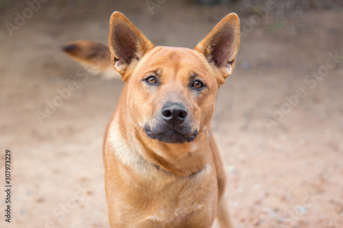 Brown dog color smile close up (thai dog)