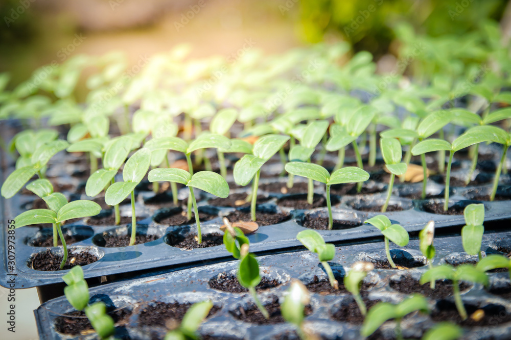 Fototapeta premium Many small melon trees are placed in plastic lids for planting.