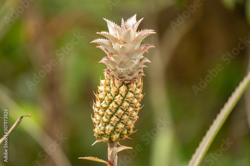 miniature pineapple on stem