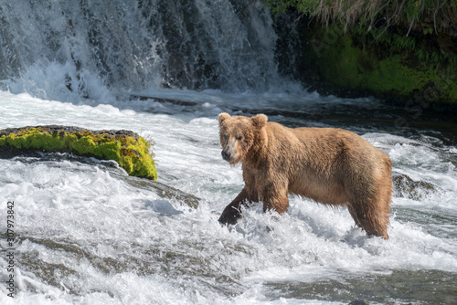 One brown bear in water at Brooks Falls © Jennifer