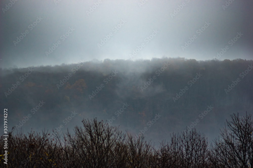 The fog envelops the forest