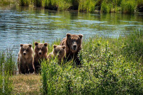 Obraz na plátne Mother brown bear and three cubs
