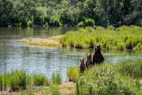 Fotografia Three brown bears standing up on hind legs