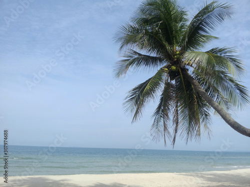 Fototapeta Naklejka Na Ścianę i Meble -  coconut tree on the beach with blue sky