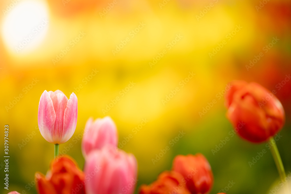 Nature of tulip flower in garden using as cover page background natural flora wallpaper or template brochure landing page design