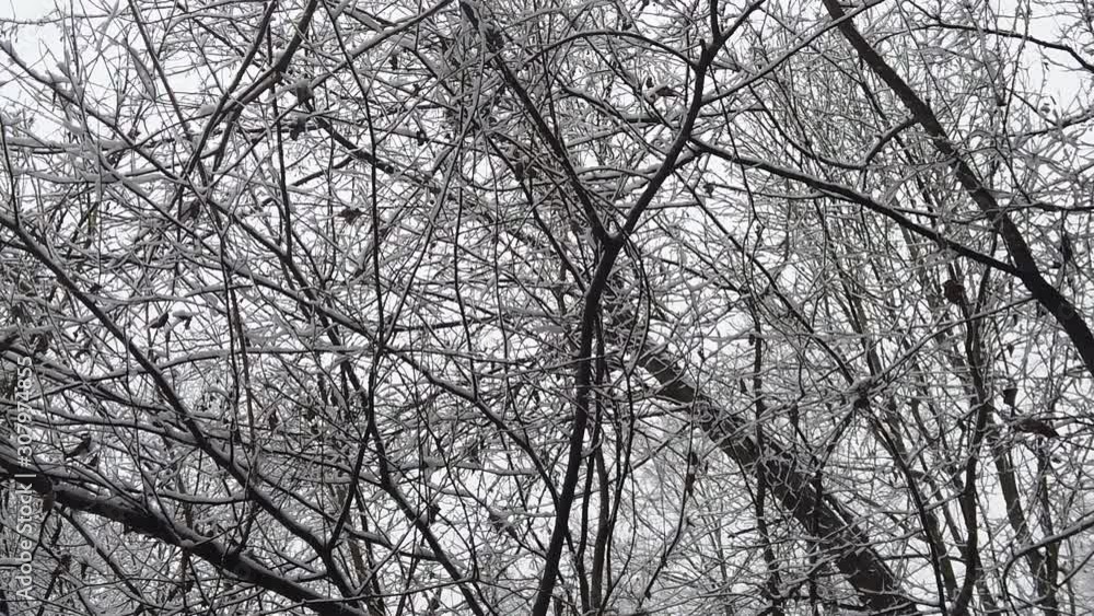 Snowstorm in the forest, in high resolution details like branches and leaves getting covered in snow Snowstorm in the forest, in high resolution details like branches and leaves getting covered in snow