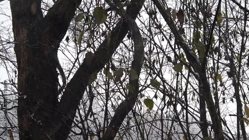 Snowstorm in the forest, in high resolution details like branches and leaves getting covered in snow Snowstorm in the forest, in high resolution details like branches and leaves getting covered in snow