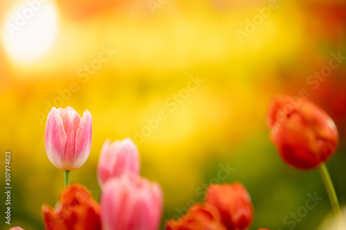 Nature of tulip flower in garden using as cover page background natural flora wallpaper or template brochure landing page design