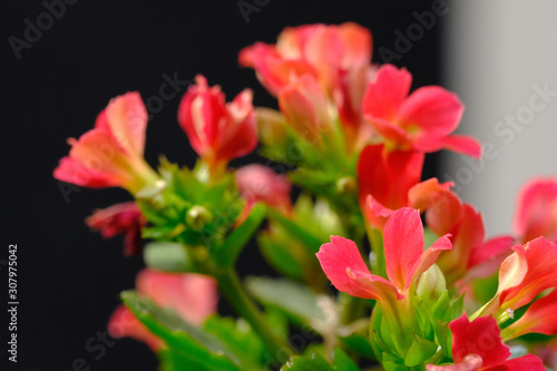 red kalanchoe flower