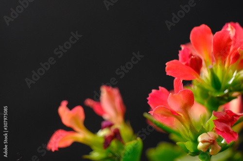 red kalanchoe flower