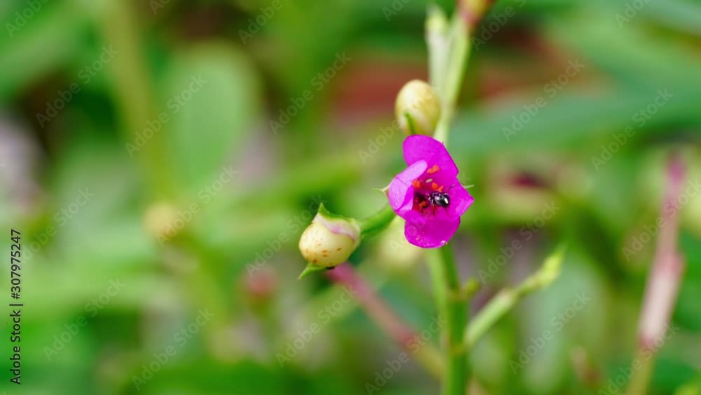 closeup blooming pink flowers of Surinam Purslane ,Time lapse closeup blooming pink flowers of Surinam Purslane ,Time lapse