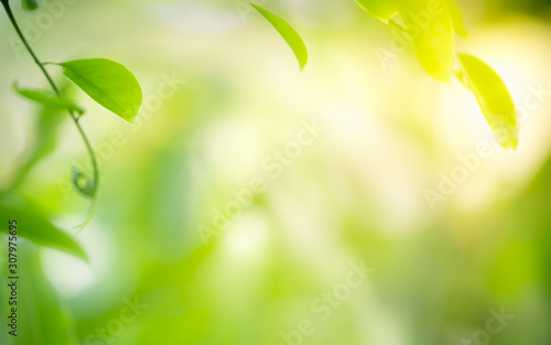 Nature of green leaf in garden at summer. Natural green leaves plants using as spring background cover page greenery environment ecology wallpaper