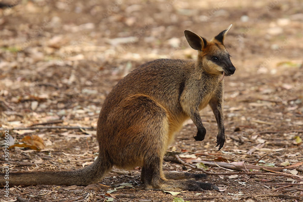 kangaroo in australia kangaroo in australia