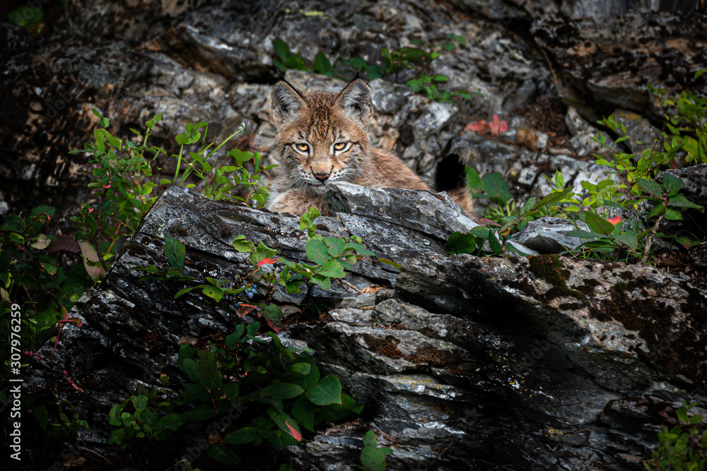Siberian Lynx kitten staring at the camera while sitting in the rocks and lush forest.