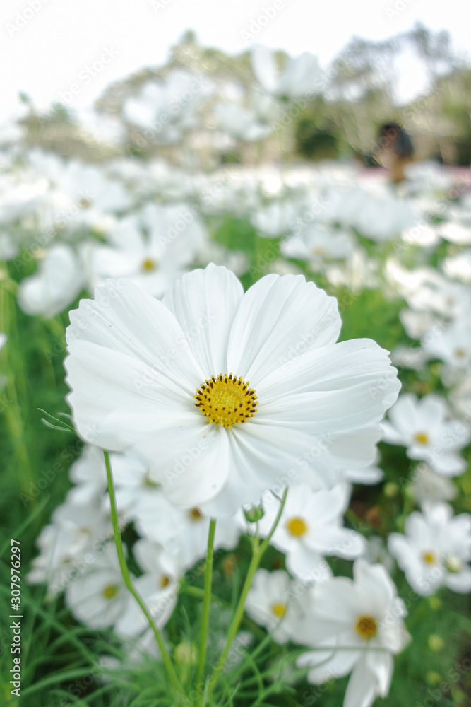 white cosmos with yellow pollen in garden white cosmos with yellow pollen in garden