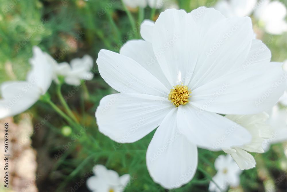 white cosmos with yellow pollen in garden white cosmos with yellow pollen in garden