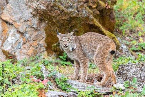 Close up of a Canadian Lynx standing sideways in a green wooded forest.