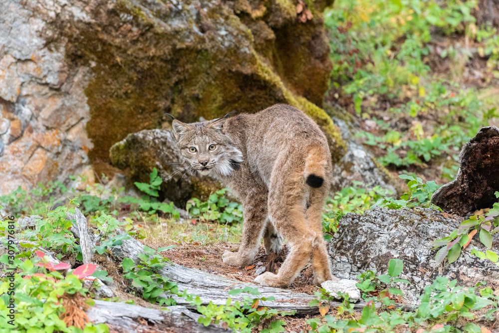 Obraz premium Canadian Lynx walking away and looking back in a green wooded forest.