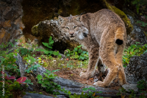 Close up of a Canadian Lynx walking away and looking back in a green wooded forest.