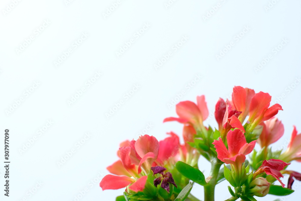 red kalanchoe flower in white background red kalanchoe flower in white background