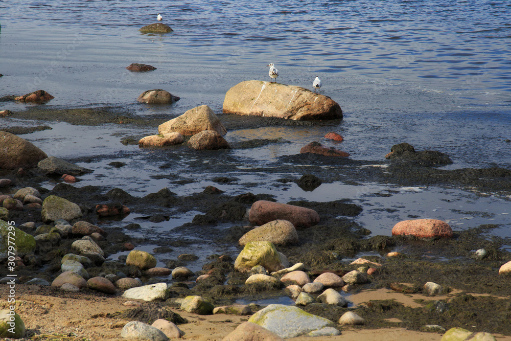 Algae in the water on the coast of the Baltic Sea.