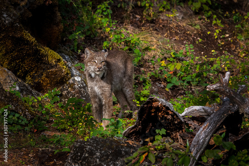 Canadian Lynx standing in a green wooded forest.
