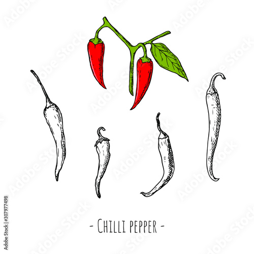 Set of chilli peppers. Vector cartoon illustrations. Hand-drawn style. Isolated objects on a white background.