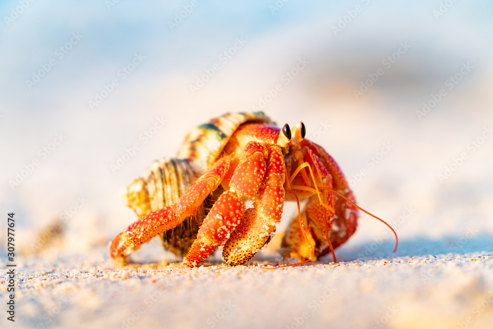 Hermit crab on beach