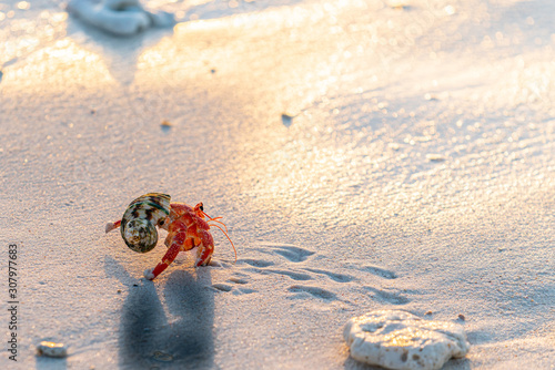 Hermit crab on beach photo