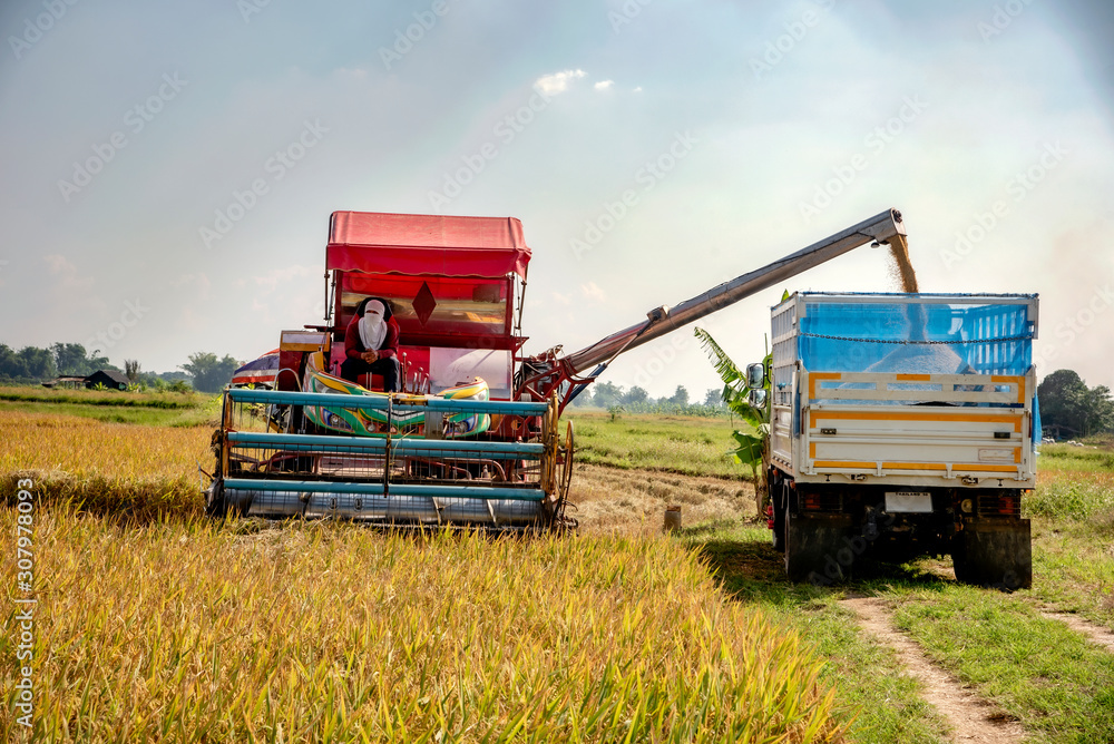 Obraz premium Harvesting rice from rice farmers in Thailand