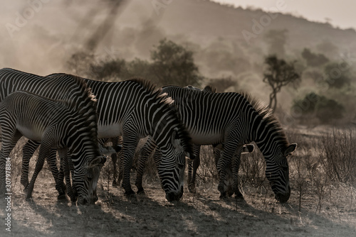 3 Grevy s zebras eating in Samburu National Park  Kenya