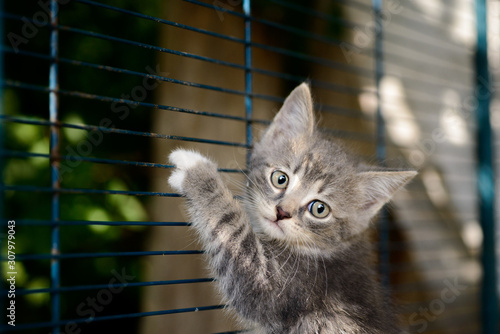 Kitten in a cage in a cat shelter