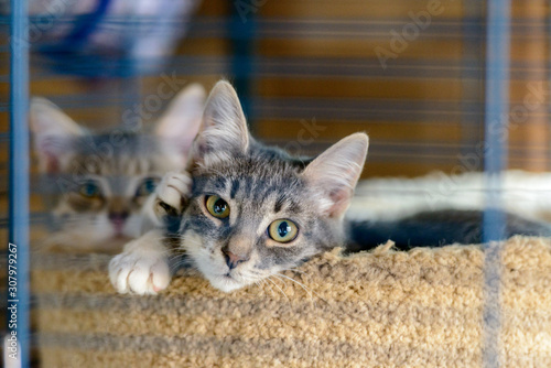 Two cats in a cage in a cat shelter