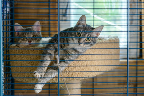 Two cats in a cage in a cat shelter